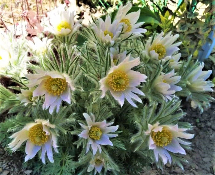 Pulsatilla vulgaris 'alba'