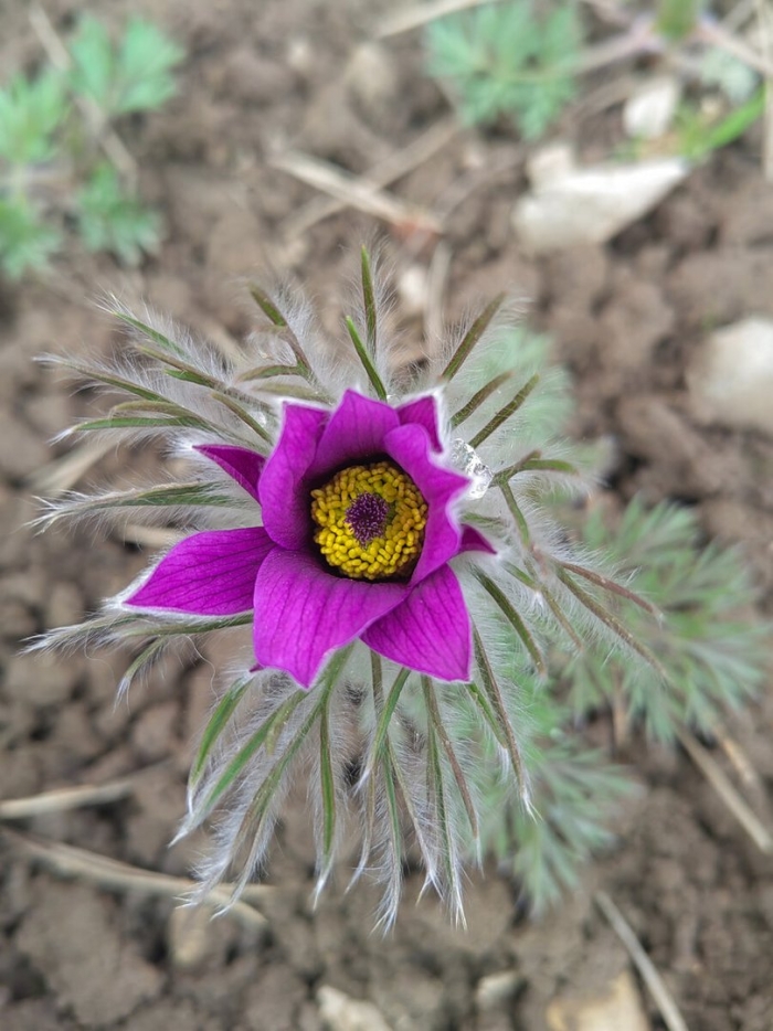 Pulsatilla patens