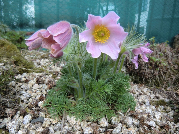 Прострел perlen glocke