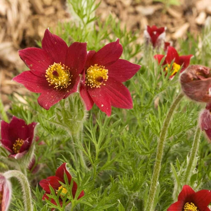 Пульсатилла pulsatilla vulgaris red