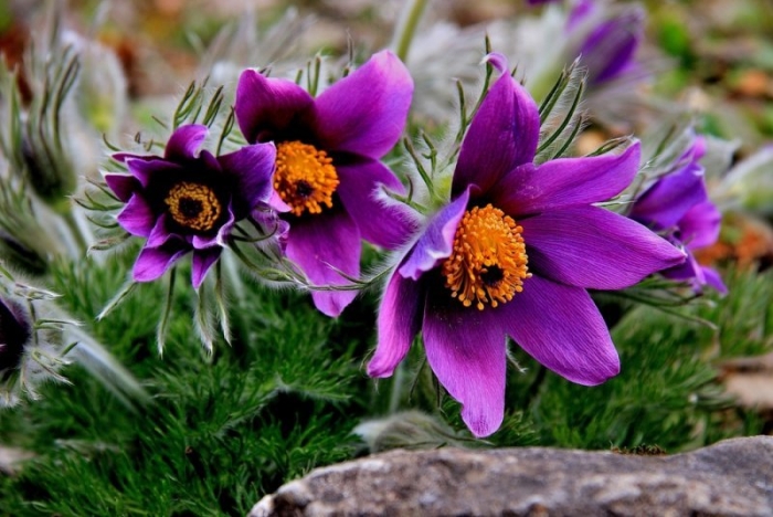 Прострел violet bells