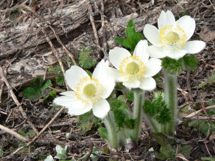 Pulsatilla occidentalis