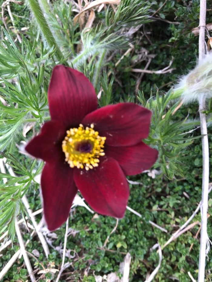 Pulsatilla v. 'röde klokke'