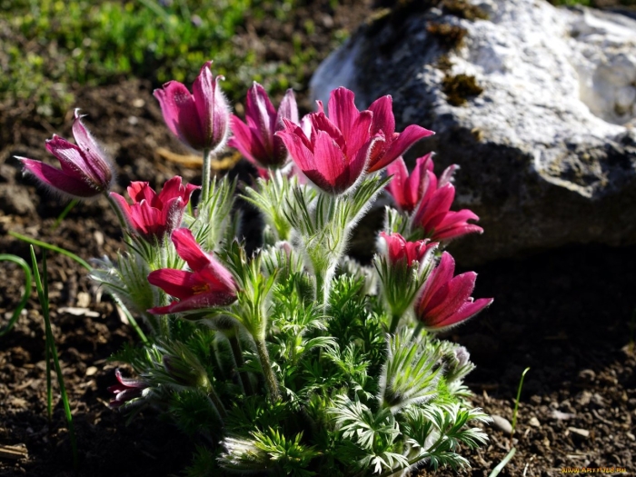 Прострел сон трава