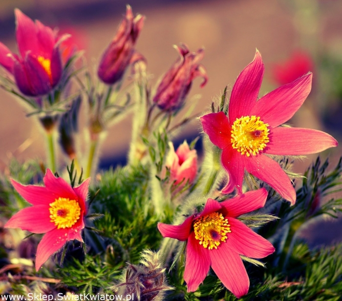 Прострел словацкий pulsatilla slavica