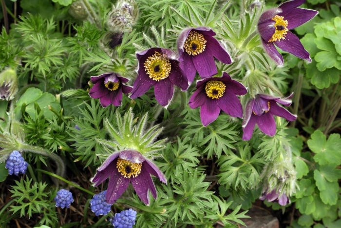 Прострел турчанинова (лютиковые)