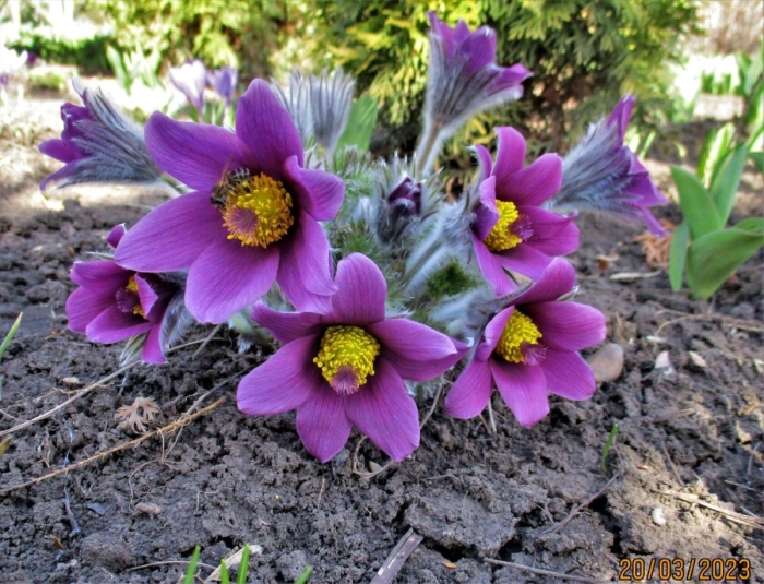 Прострел весенний сон-трава