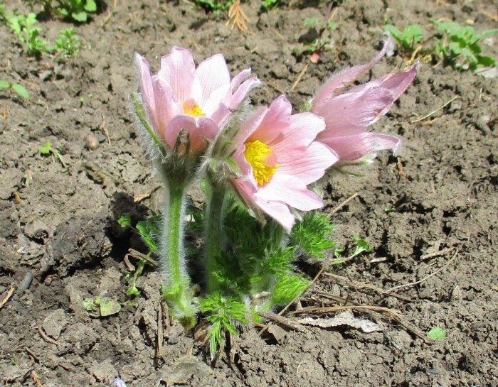 Прострел розеа