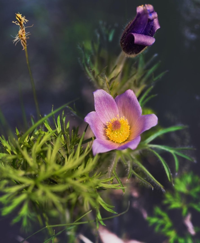 Прострел луговой