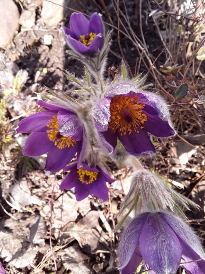 Прострел обыкновенный прима