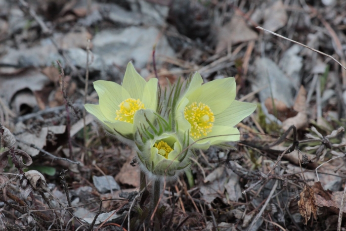 Прострел желтеющий сибирский подснежник