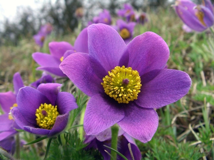 Anemone pulsatilla vulgaris alba