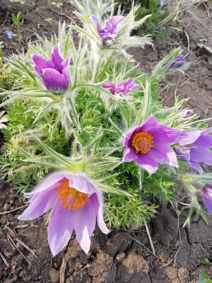 Пульсатилла весенняя сенсация