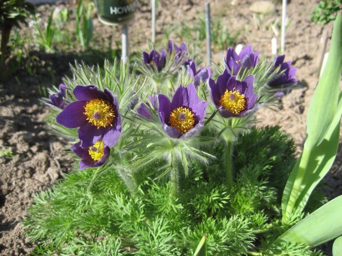 Цветок прострел