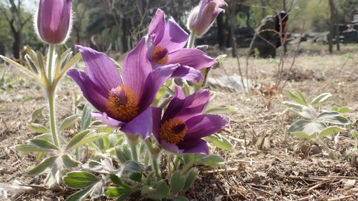 Pulsatilla koreana