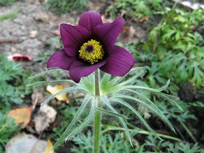 Прострел армянский