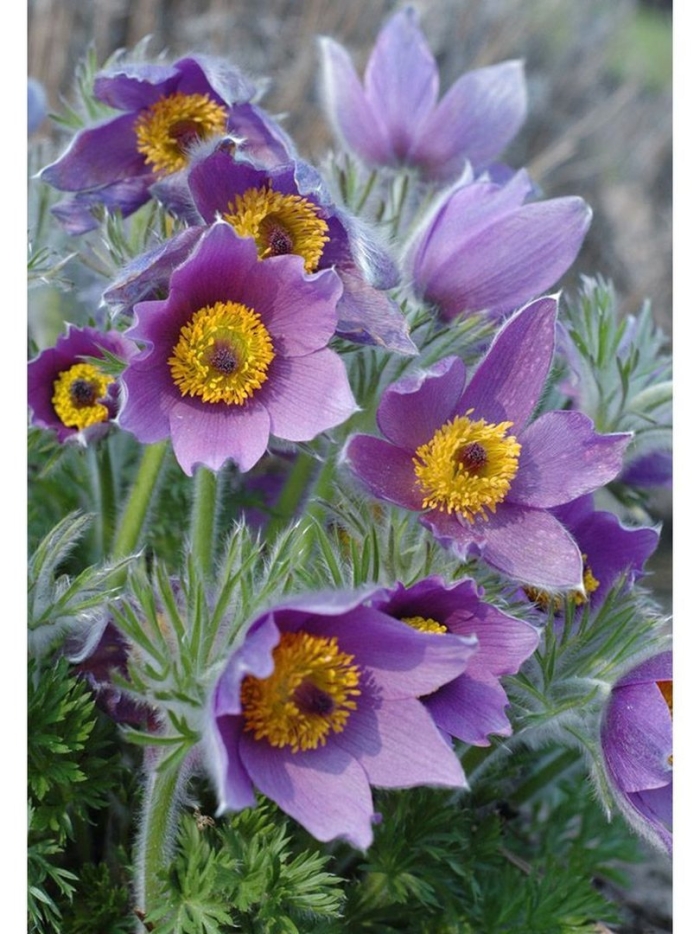 Прострел виолет