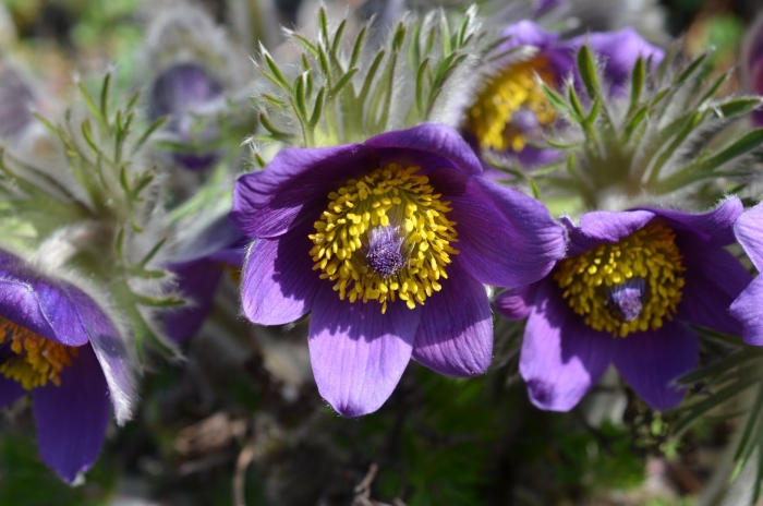 Pulsatilla vulgaris