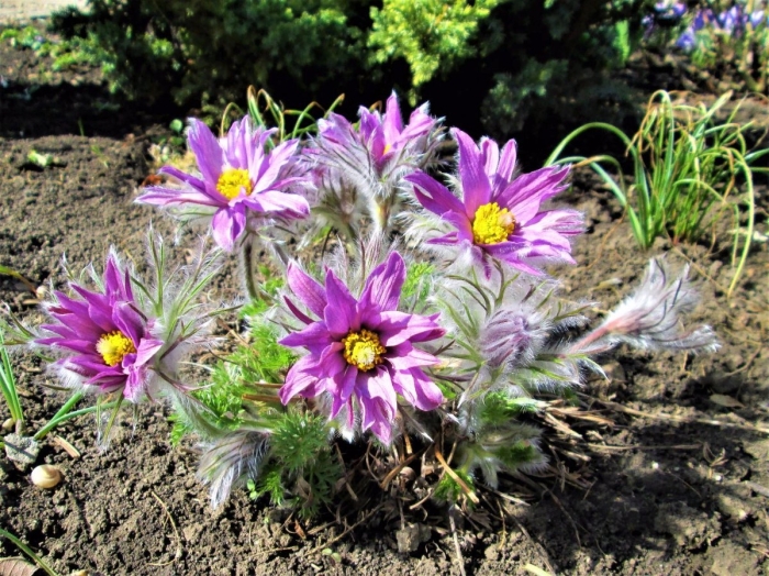 Прострел розеа