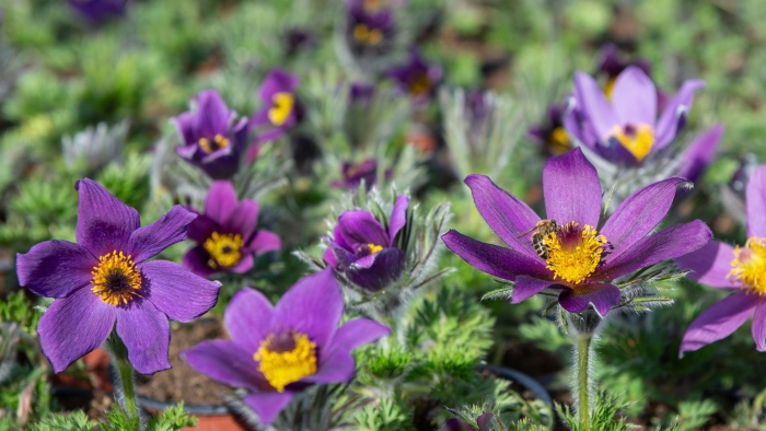 Прострел обыкновенный (pulsatilla vulgaris)
