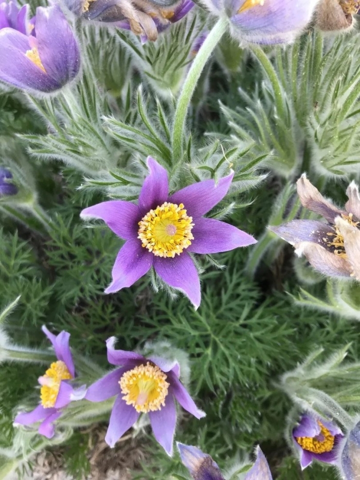 Пульсатилла вульгарис