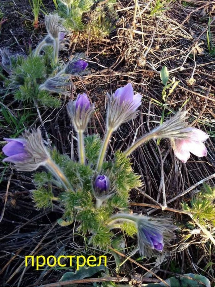 Подснежник сибирский прострел