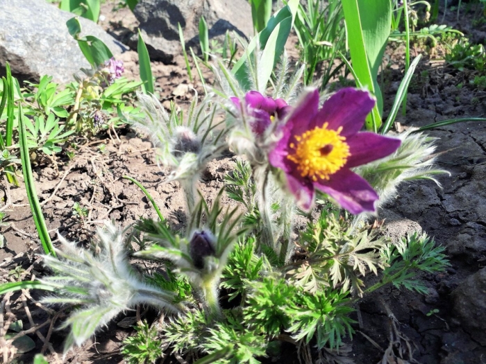 Pulsatilla v. 'papageno'