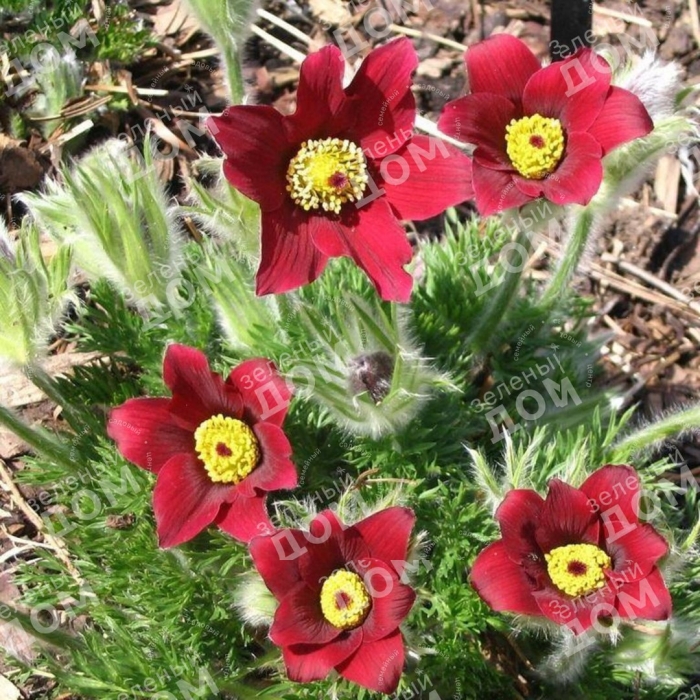 Прострел ред беллс