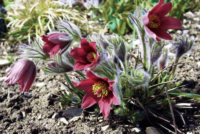 Прострел ред беллс