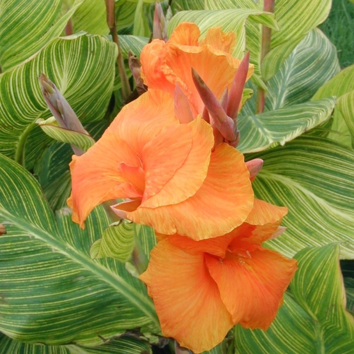 Канна стриата