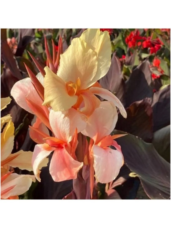 Канна карликовая энджел мартин