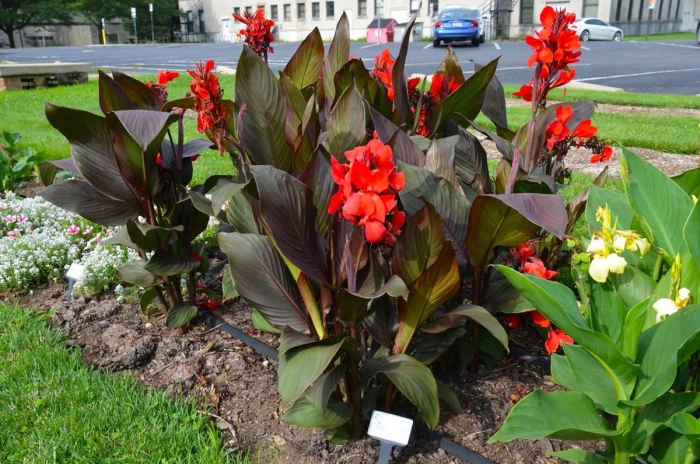 Канна коричневолистная триумф