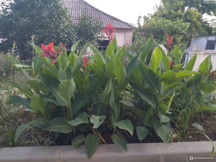 Canna tuerckheimii