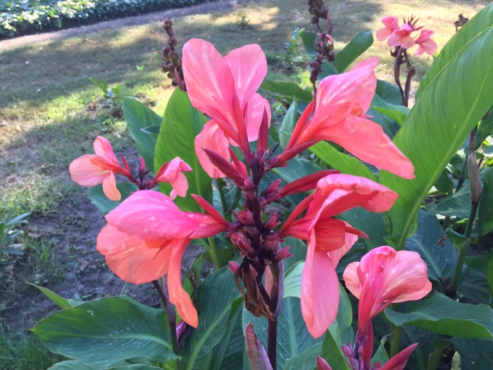 Канна красная цветок