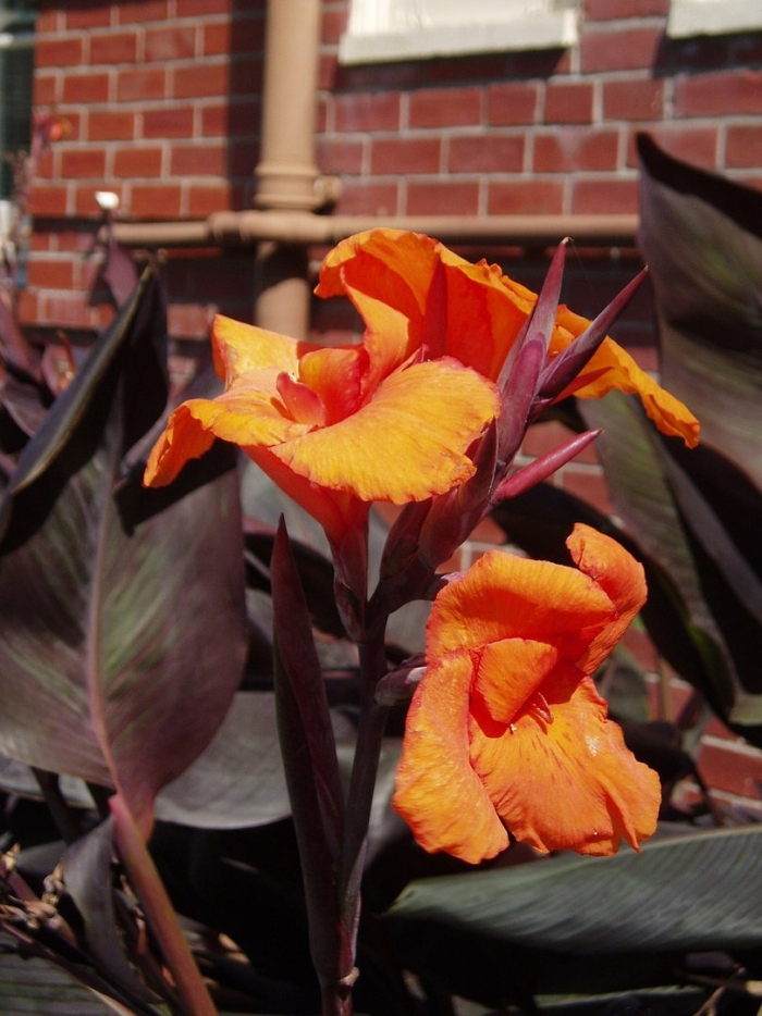 Canna indica
