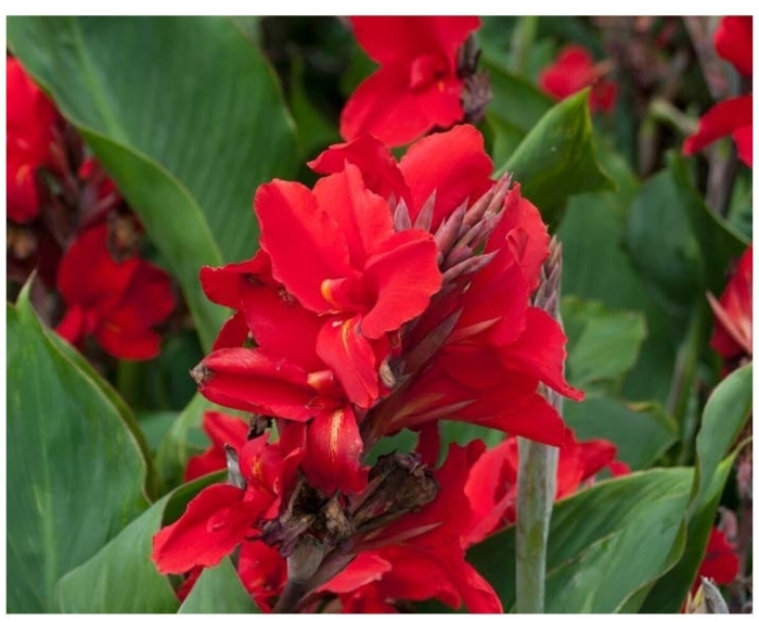 Канна зеленолистная бриллиант