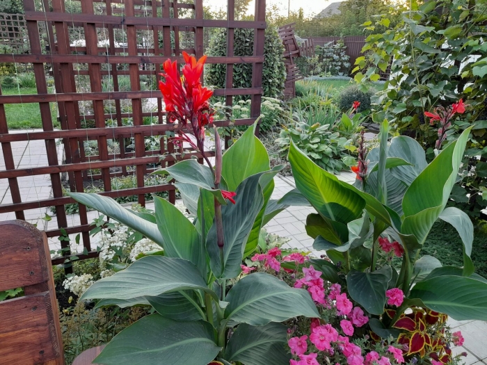 Канна цветок