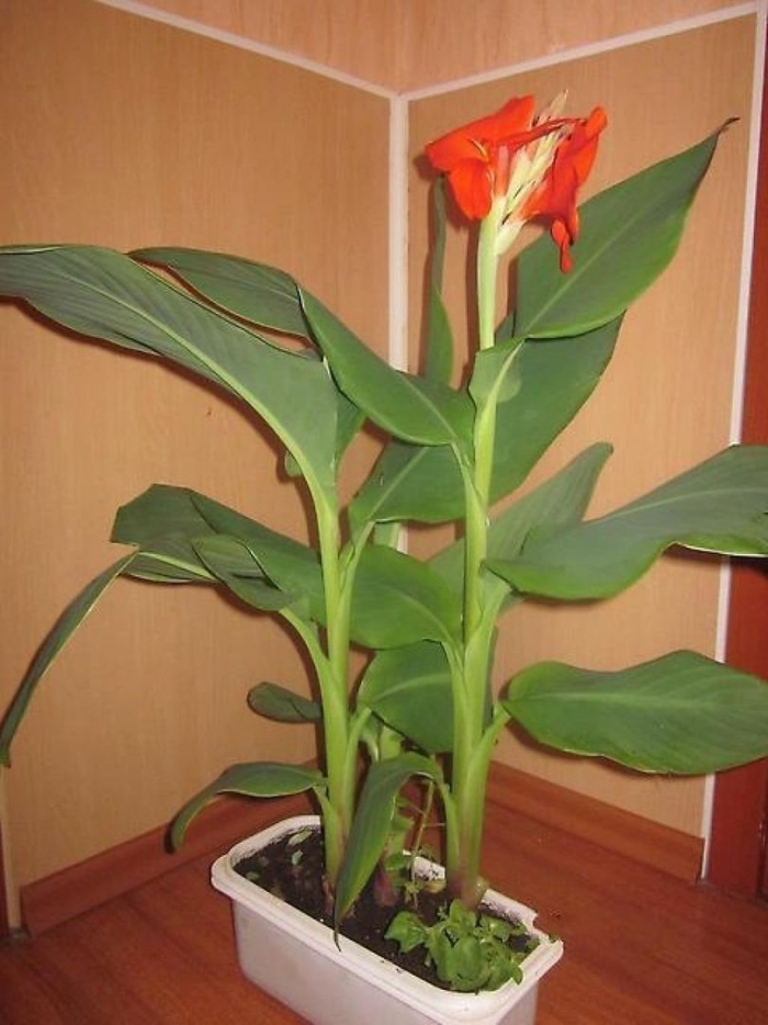 Росток канна цветок