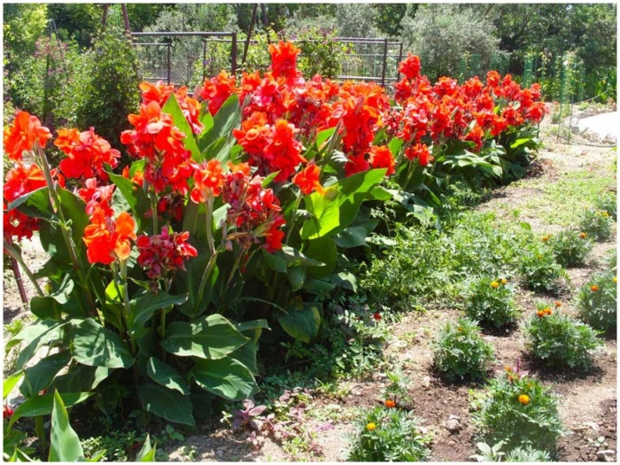 Канна индика ред