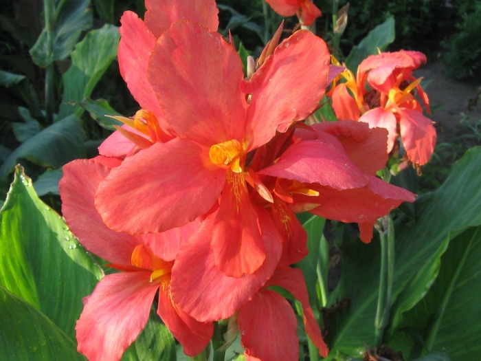 Цветок канна