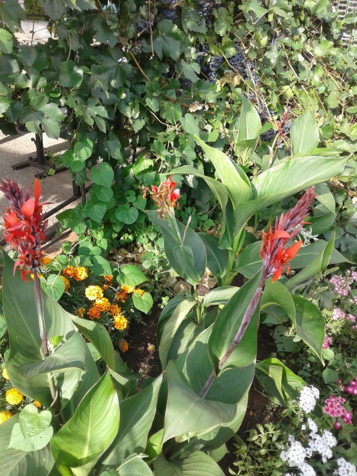 Канны цветы садовые