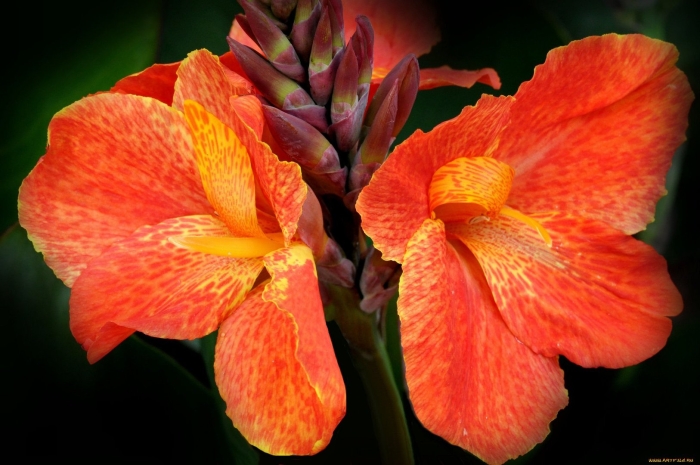 Канна индика цветок