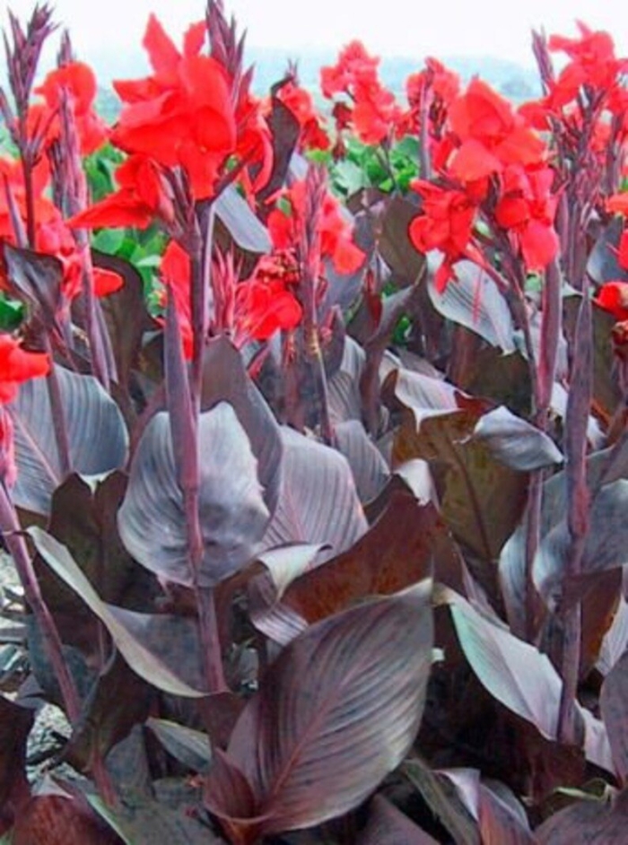 Канна ред кинг хамберт