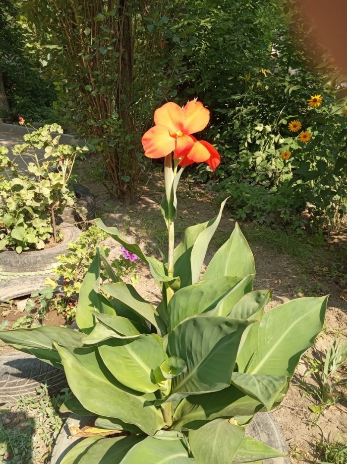 Канна амбассадор