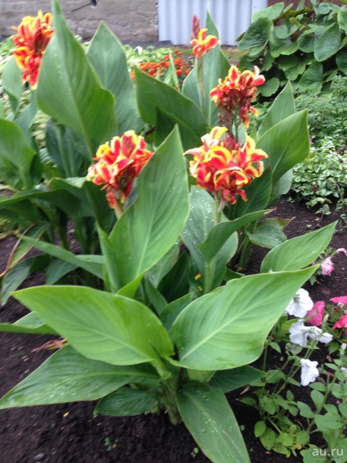 Канна растение