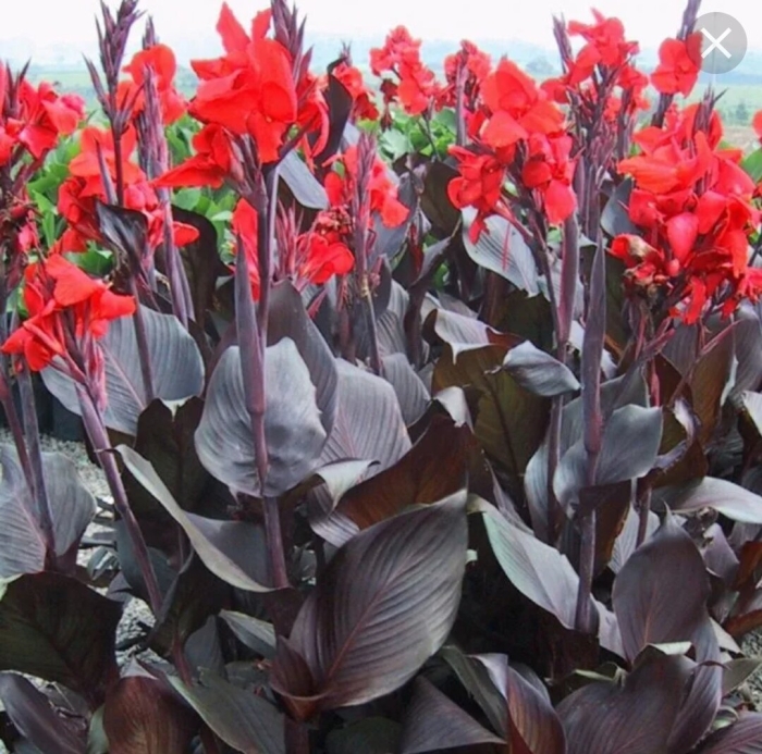 Canna lily