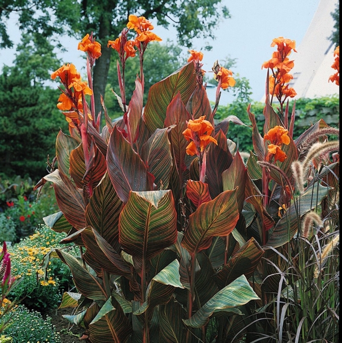 Канна дурбан