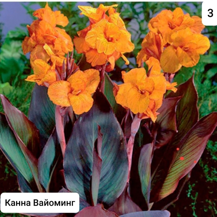 Канна вайоминг