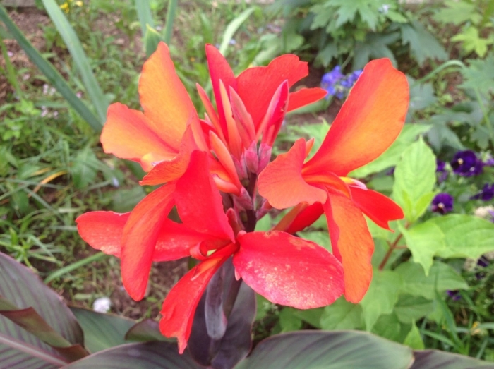 Канна делибаб