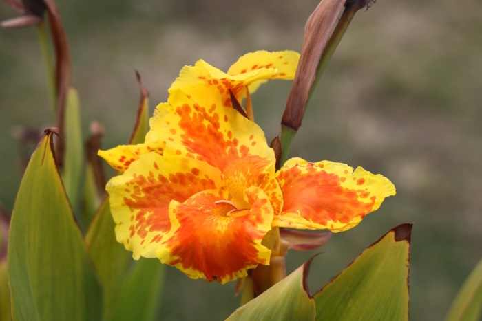 Канна индийская 'тропикал ред'